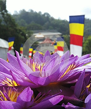 Temple of tooth, srilanka, kandy, louts flower