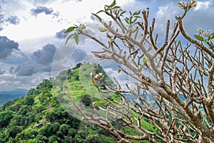 Temple tree and the hill.