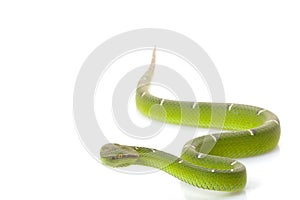 Temple viper