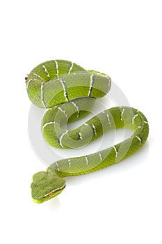 Temple viper