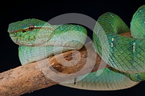 Temple viper female