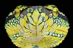 Temple viper / Tropidolaemus wagleri