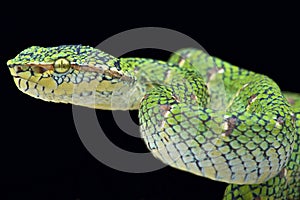 Temple viper (Tropidolaemus wagleri lowland)