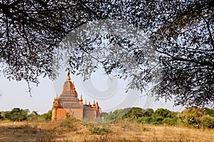 A temple with Ziziphus trees in Bagan, Myanmar