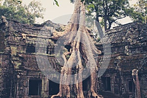 Temples of angkor wat, overgrown by tree,