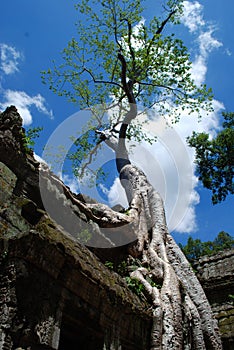 Temples Of Cambodia in the trees