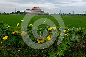 Temples, rice fields and melon sheds create a beautiful rural landscape in Tainan, Taiwan!