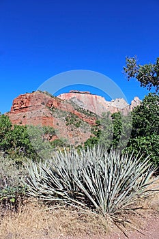 Temples and Towers of the Virgin, Zion National Park