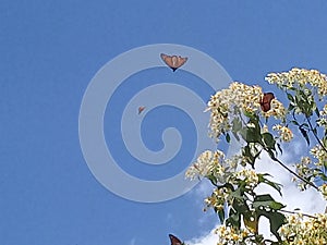 Temporada de mariposas monarca en michoacan photo