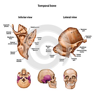 Temporal bone. With the name and description of all sites