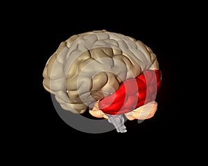 Temporal Lobe photo