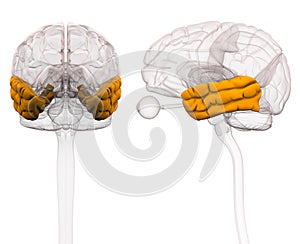 Temporal Lobe Brain Anatomy - 3d illustration photo