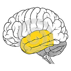 Temporal lobe of human brain anatomy side view flat