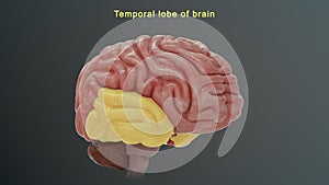 Temporal lobe of human brain photo