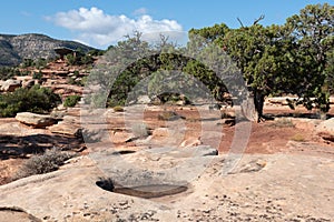 Temporary Pool and Juniper Trees on Canyon Rim