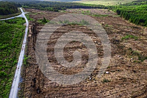 Temporary road and pile of cut wood logs and empty freshly cut area with tree stumps. Green forest in the background. Increased