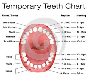 Temporary Teeth Primary Baby Eruption Shedding Chart