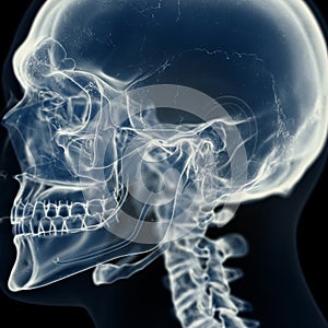 the temporomandibular joint