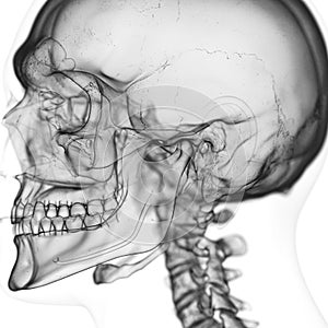 The temporomandibular joint