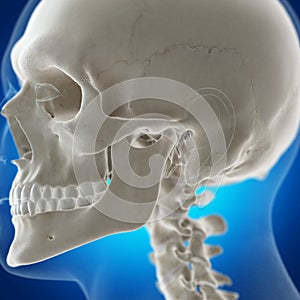 The temporomandibular joint