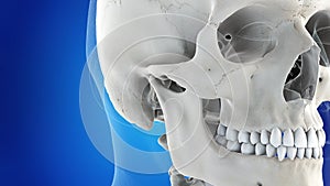 The Temporomandibular joint