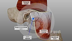 Temporomandibular joint. Anatomical scheme of structures related to the temporomandibular joint, 3D illustration