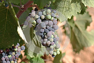 Tempranillo grape photo