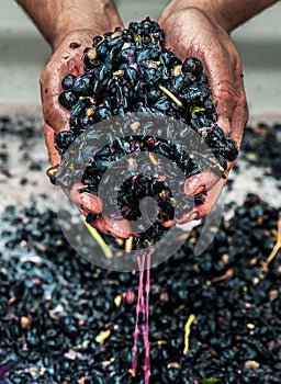 Tempranillo grapes fermenting on skins