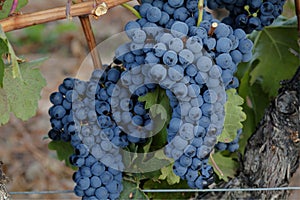 Tempranillo grapes from La Horra, Burgos, Spain. photo