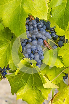 Tempranillo grapes on the vine