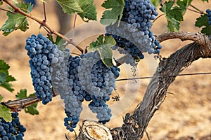 Tempranillo grapes on the vine photo