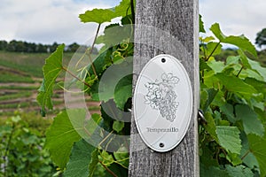 Vine plants with a `Tempranillo` sign on a vineyard photo