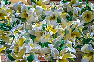 Temps de Flors - Flower Festival in Girona, 2021