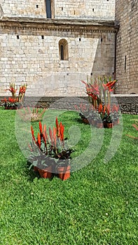 Temps de Flors - Flower Festival in Girona, 2021