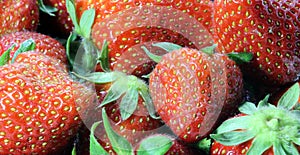 Temptations: ripe red Strawberry photo