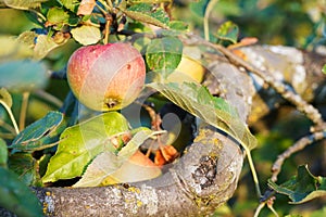 Tempting apple on the old apple tree