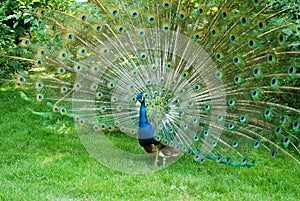 Tempting peacock photo