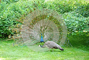 Tempting peacock 4 photo