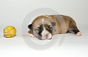 Ten days old excellent puppies of the Welsh Corgi Pembroke is isolated on a white background