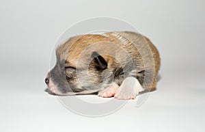 Ten days old excellent puppies of the Welsh Corgi Pembroke is isolated on a white background