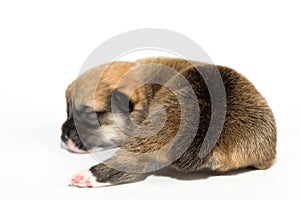 Ten days old excellent puppies of the Welsh Corgi Pembroke is isolated on a white background