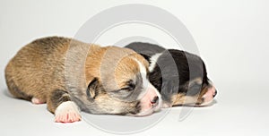 Ten days old excellent puppies of the Welsh Corgi Pembroke is isolated on a white background