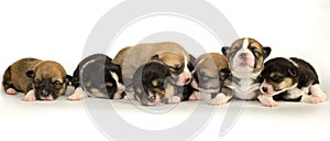 Ten days old excellent puppies of the Welsh Corgi Pembroke is isolated on a white background