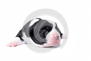 Ten days old excellent puppies of the Welsh Corgi Pembroke is isolated on a white background