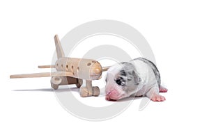 Ten days old excellent puppies of the Welsh Corgi Pembroke is isolated on a white background