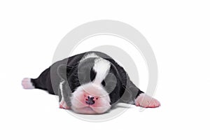 Ten days old excellent puppies of the Welsh Corgi Pembroke is isolated on a white background