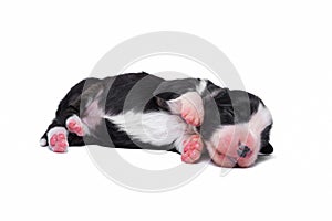 Ten days old excellent puppies of the Welsh Corgi Pembroke is isolated on a white background