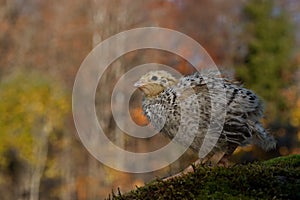 Ten days old quail, Coturnix japonica.....photographed in nature