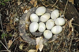 Ten eggs in a bird nest