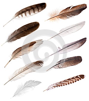 Ten feathers from different birds